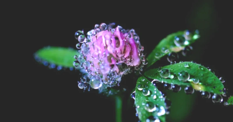 Cemre Düşüşü 2026: Üçüncü Cemre Ne Zaman ve Hangi Bölgelere Düşecek?